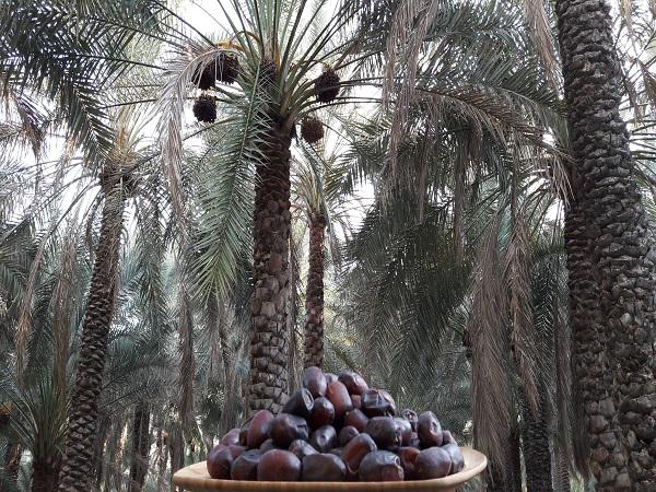 خریدار خرمای مضافتی به قیمت تولید