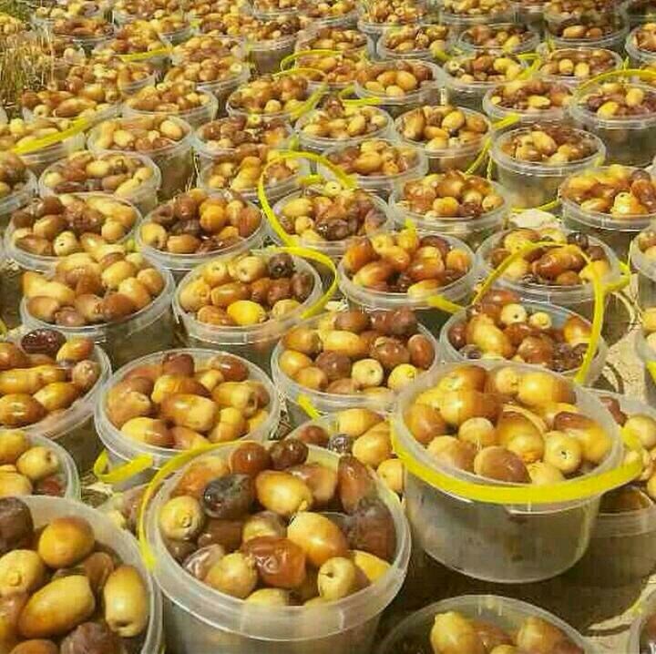 پخش خرما عسلی عمده ارزان