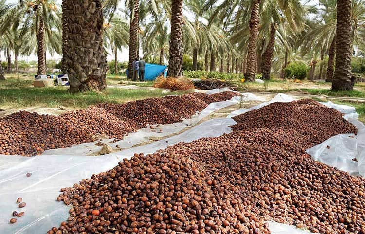 قیمت خرما خاصویی جم عمده