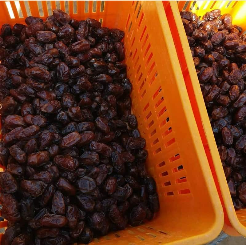 فروش عمده خرمای کبکاب درجه یک