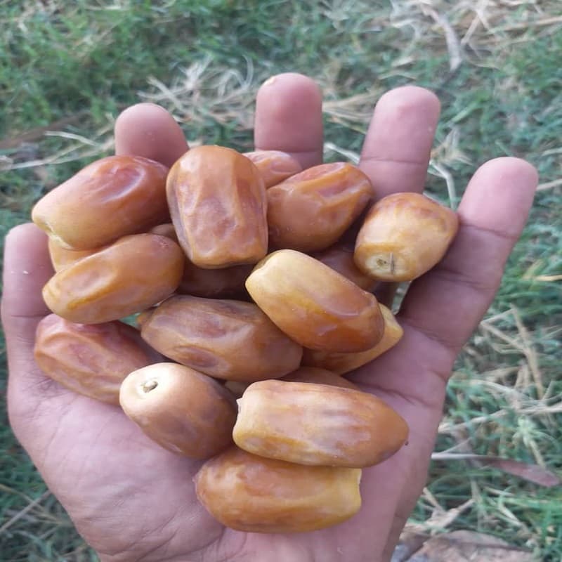 قیمت خرمای زاهدی صادراتی بوشهر