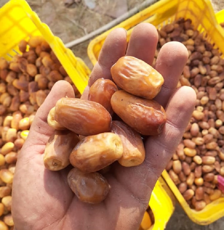 قیمت خرما زاهدی در بوشهر