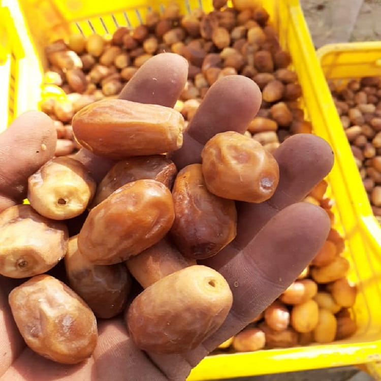 قیمت خرمای زاهدی صادراتی پشتکوه