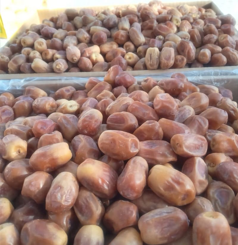 قیمت خرید عمده خرما زاهدی بوشهر 