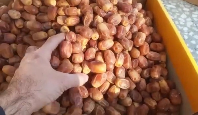 قیمت خرما زاهدی صادراتی بوشهر
