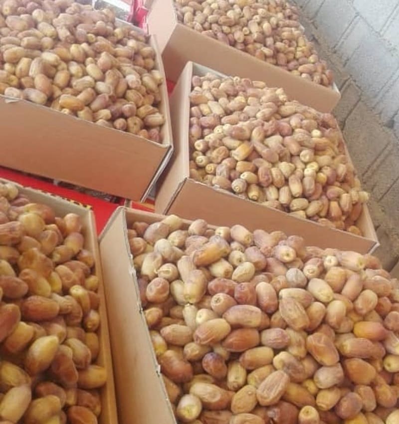 خرید عمده خرمای زاهدی