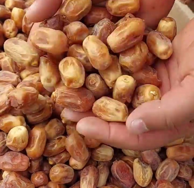 فروش عمده خرمای زاهدی