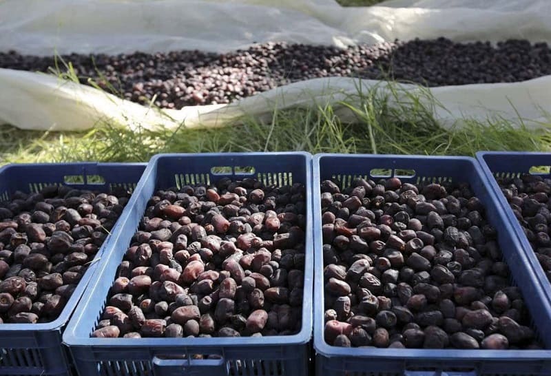 فروش عمده خرمای صادراتی بم