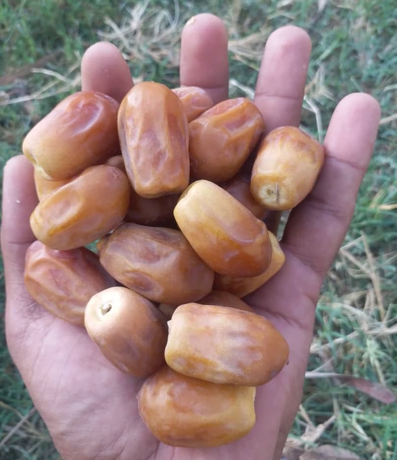 قیمت خرمای زاهدی عمده