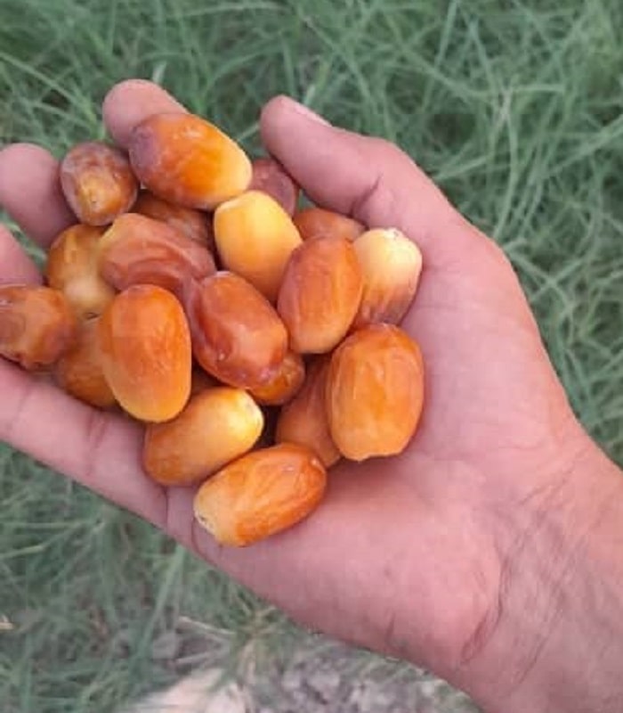 خرما زاهدی صادراتی