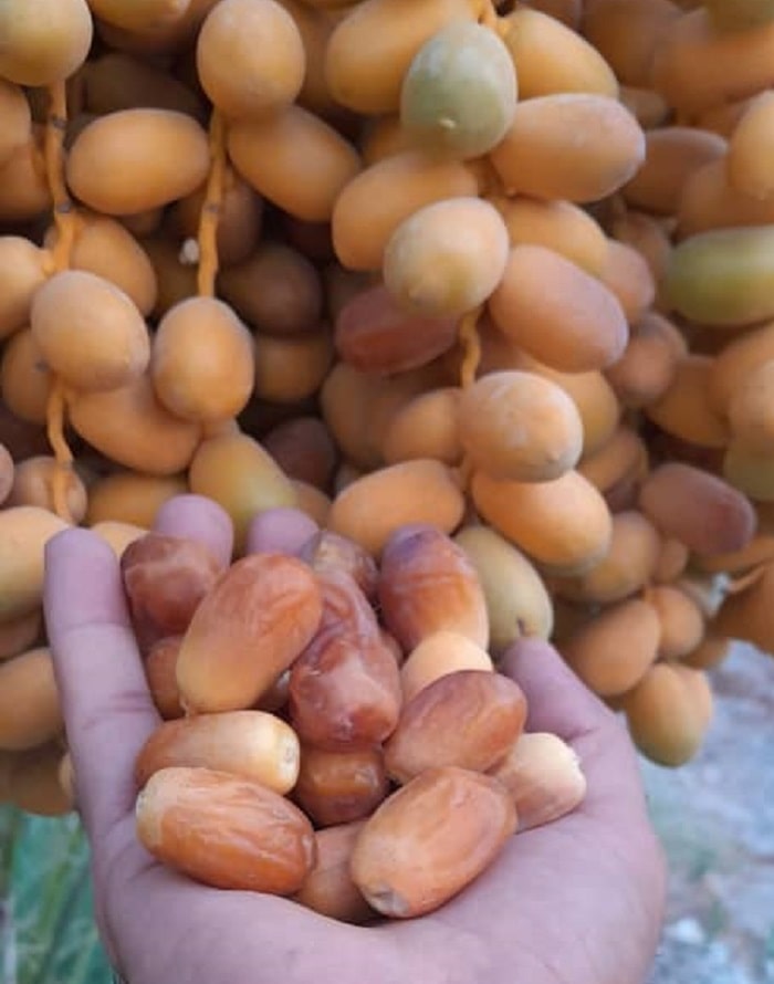 خرید عمده خرما زاهدی