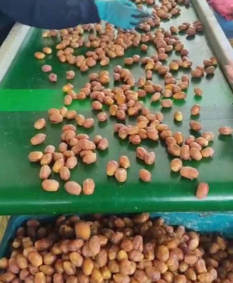 قیمت عمده خرمای زاهدی 