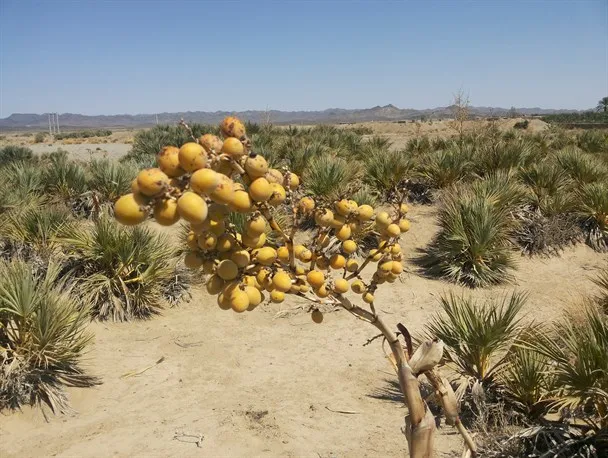 معرفی خرمای وحشی داز + بهترین قیمت خرید