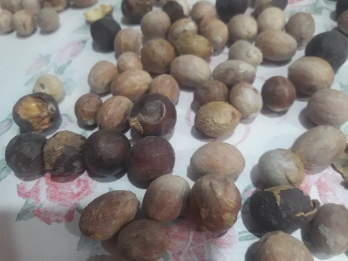 معرفی خرمای وحشی داز + بهترین قیمت خرید