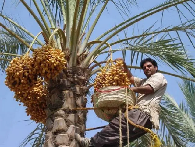 معرفی خرمای وحشی داز + بهترین قیمت خرید